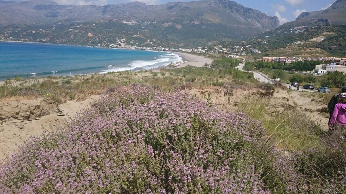 Annamaria Sea Side View Studio- 25M From The Beac Plakias Esterno foto